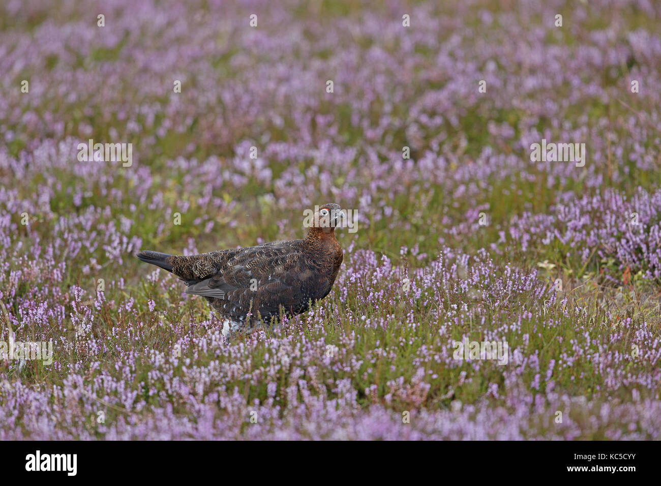 Le Lagopède des saules, Lagopus lagopus scotica, homme en violet Heather Banque D'Images