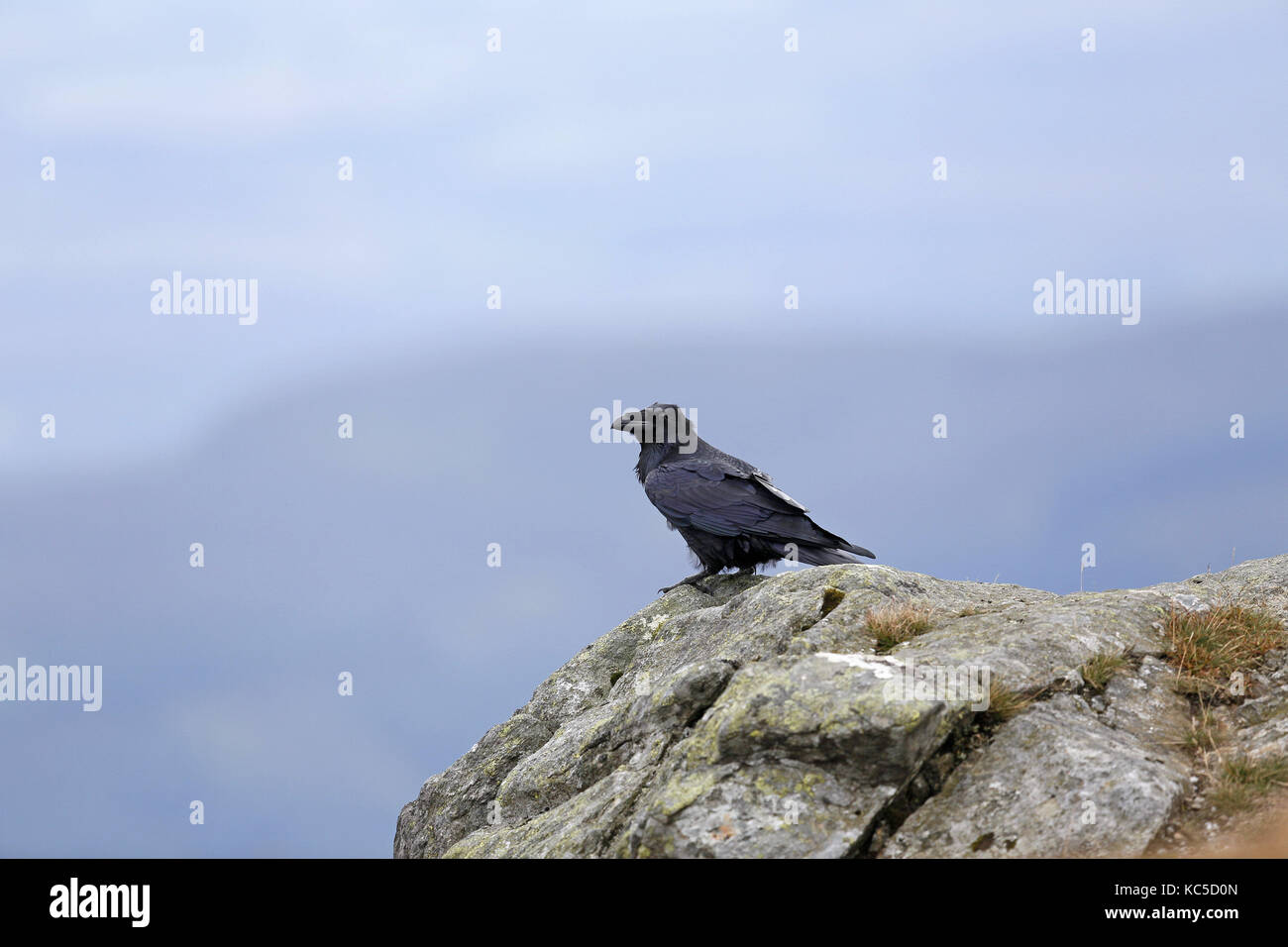Grand Corbeau, Corvus corax, assis sur le rocher du vent Banque D'Images
