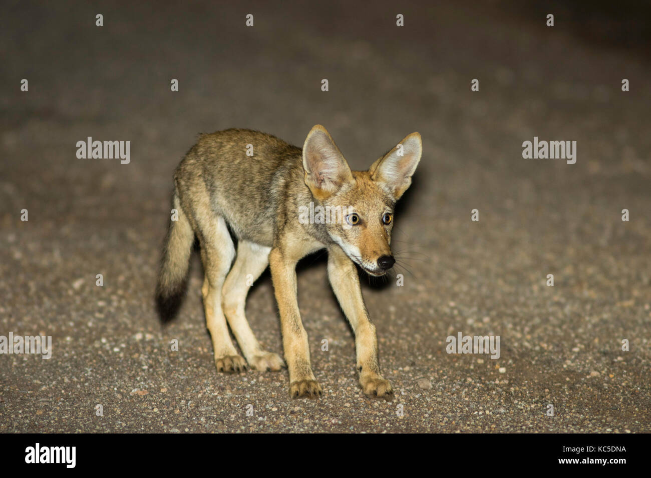 Coyote Canis latrans oracle, comté de Pinal, Arizona, united states août 2017 canidés immatures Banque D'Images
