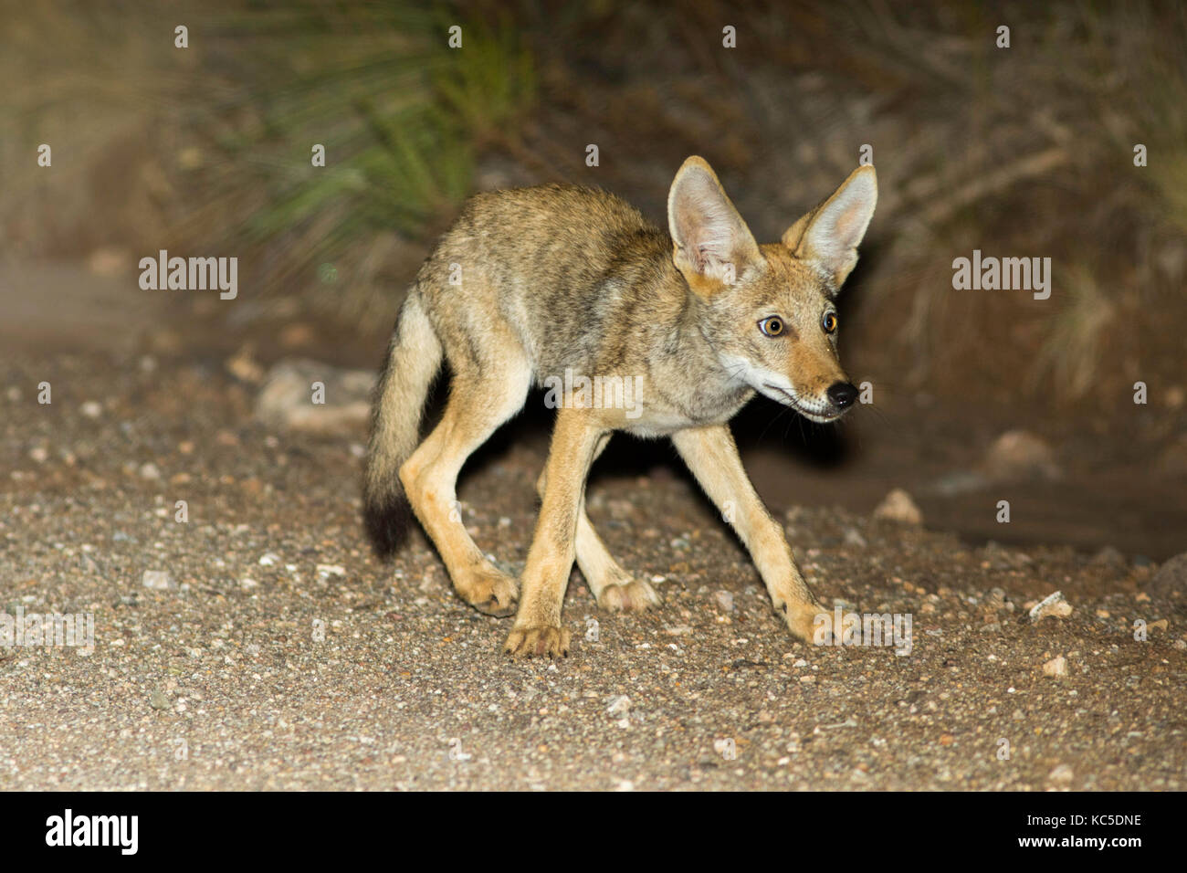 Coyote Canis latrans oracle, comté de Pinal, Arizona, united states août 2017 canidés immatures Banque D'Images