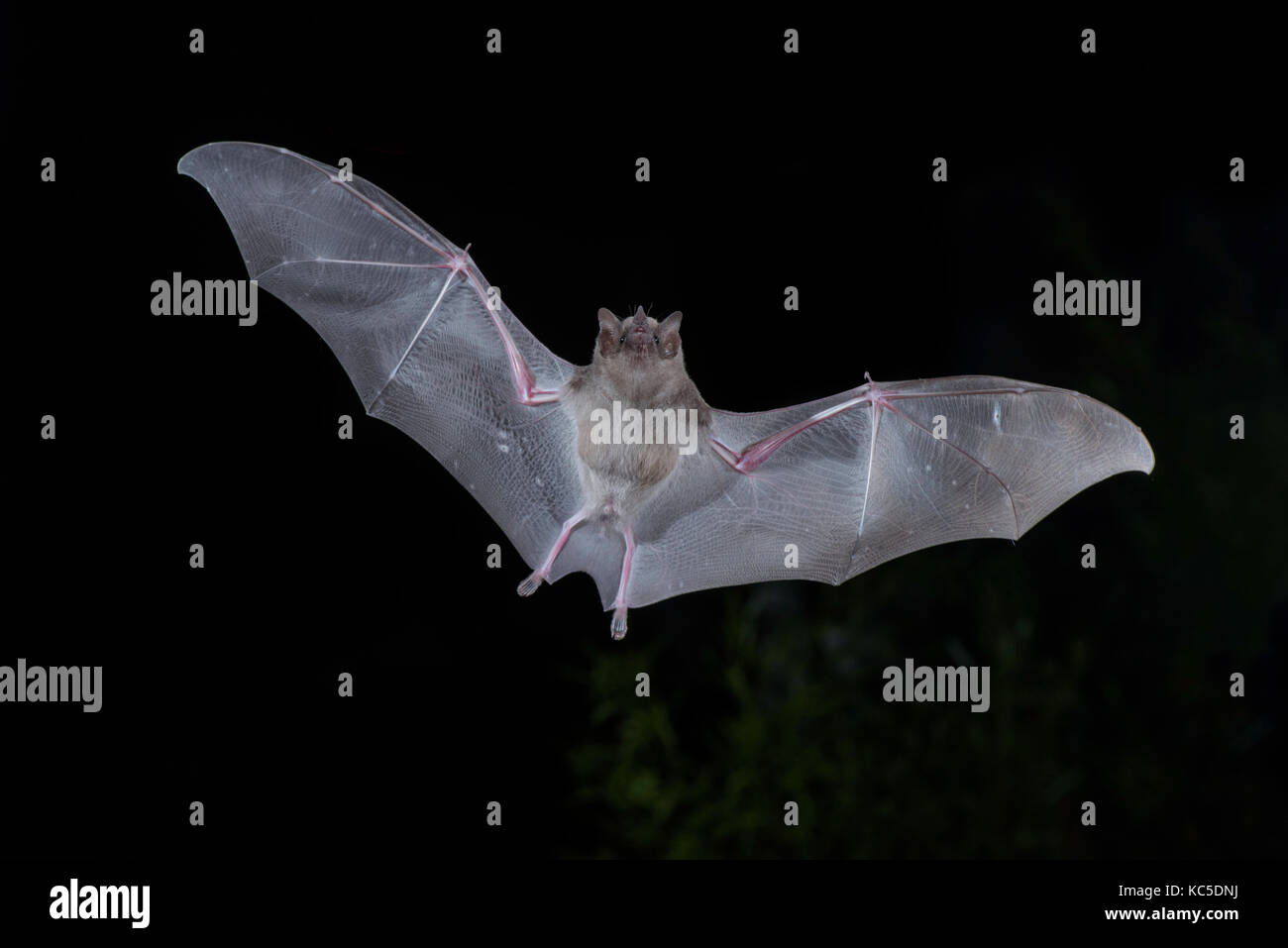 Proboscis long mexicaine bat Choeronycteris mexicana tucson, comté de Pima, Arizona, united states 24 septembre 2017 des phyllostomidae mâles adultes Banque D'Images