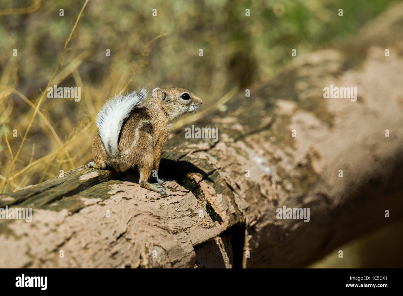 Écureuil antilope à queue blanche ammospermophilus leucurus Chaco Culture National Historic Park, nageezi, New Mexico, United States 19 septembre 2017 Banque D'Images