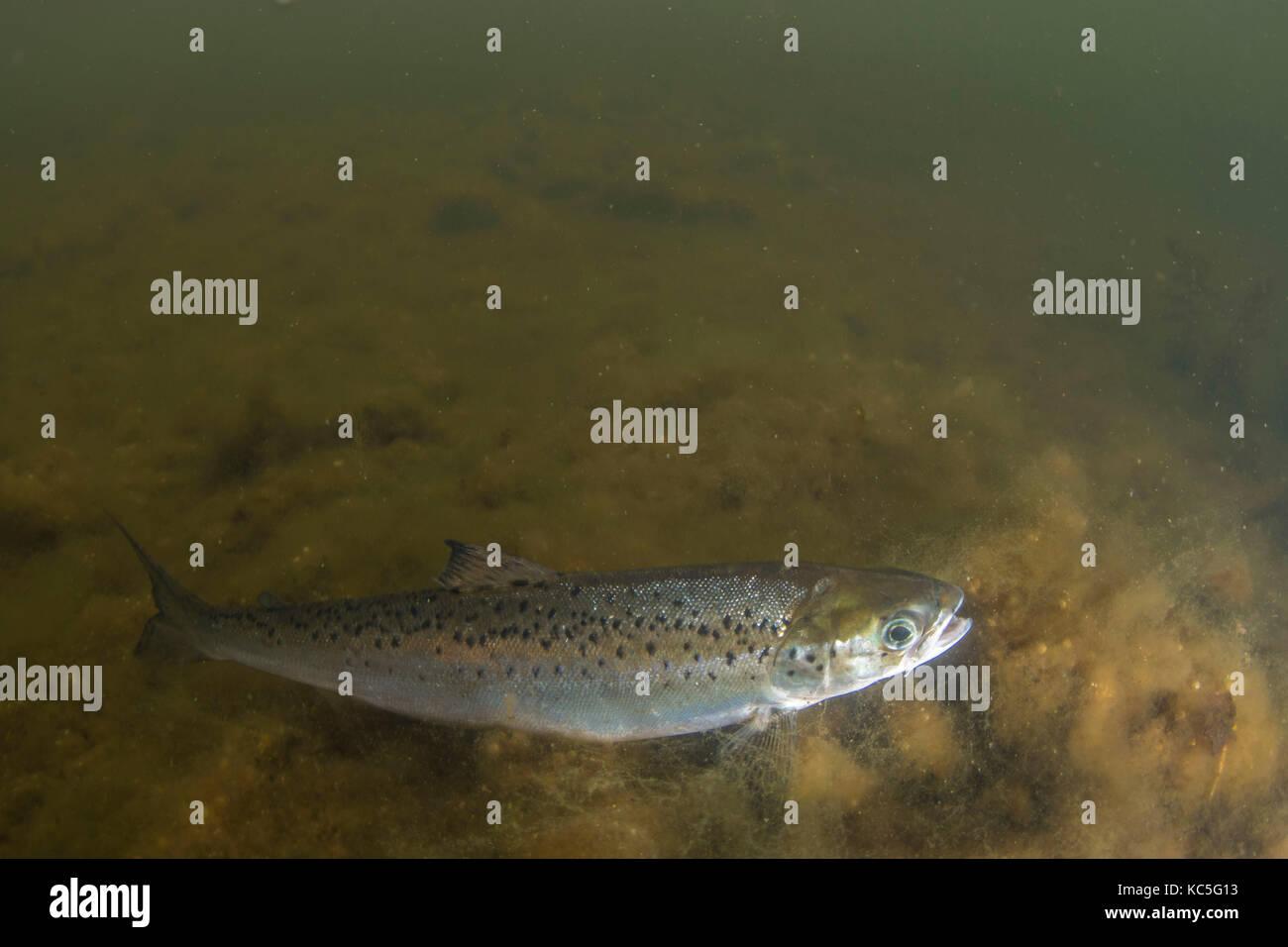 Des smolts de saumon atlantique Banque D'Images