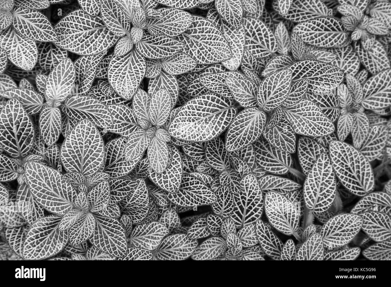 Belle arrière-plan de l'usine de nerf (fittonia argyroneura) feuilles, vues de dessus, en noir et blanc. Banque D'Images