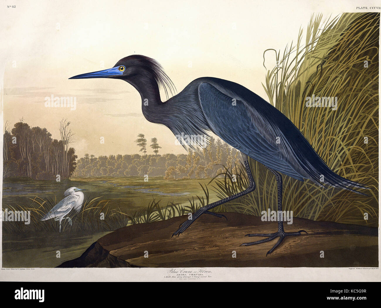 John James Audubon's Birds of America et quadrupèdes vivipares : Blue Crane, ou le Héron, Ardea coerulea. CCCVII (plaque) ; les oiseaux d'Amérique Banque D'Images