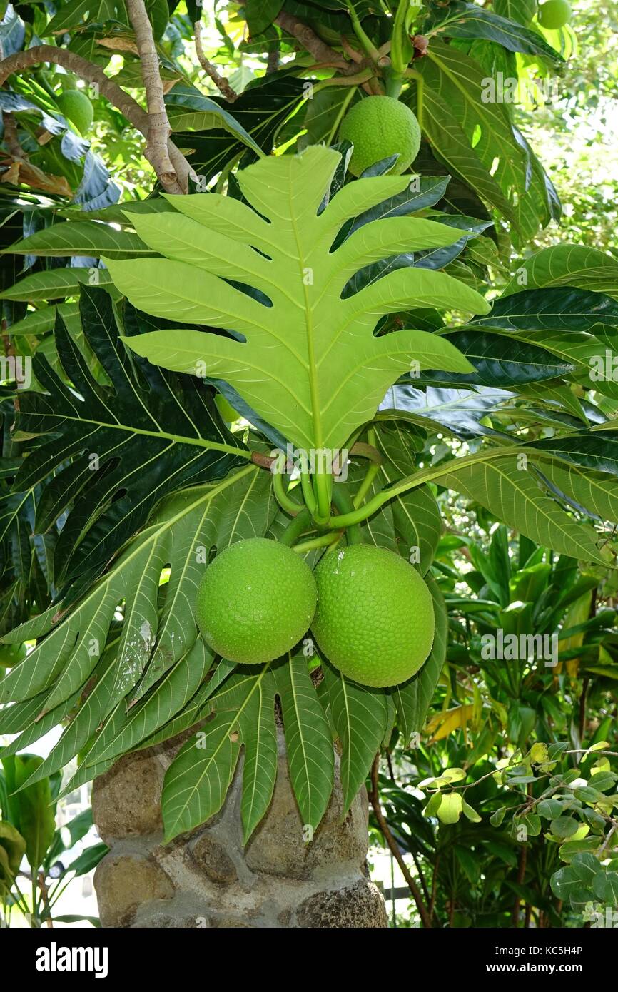 Les feuilles et les fruits de l'arbre, readfruit ulu dans Hawaiian Banque D'Images