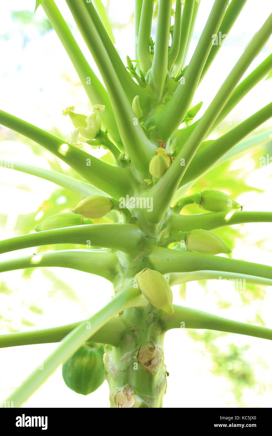 Arbre généalogique papaye (Carica papaya) à l'île de Manus, en Papouasie Nouvelle Guinée Banque D'Images