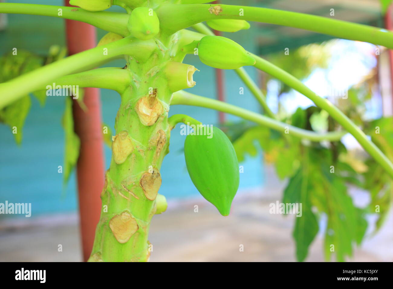 Arbre généalogique papaye (Carica papaya) à l'île de Manus, en Papouasie Nouvelle Guinée Banque D'Images