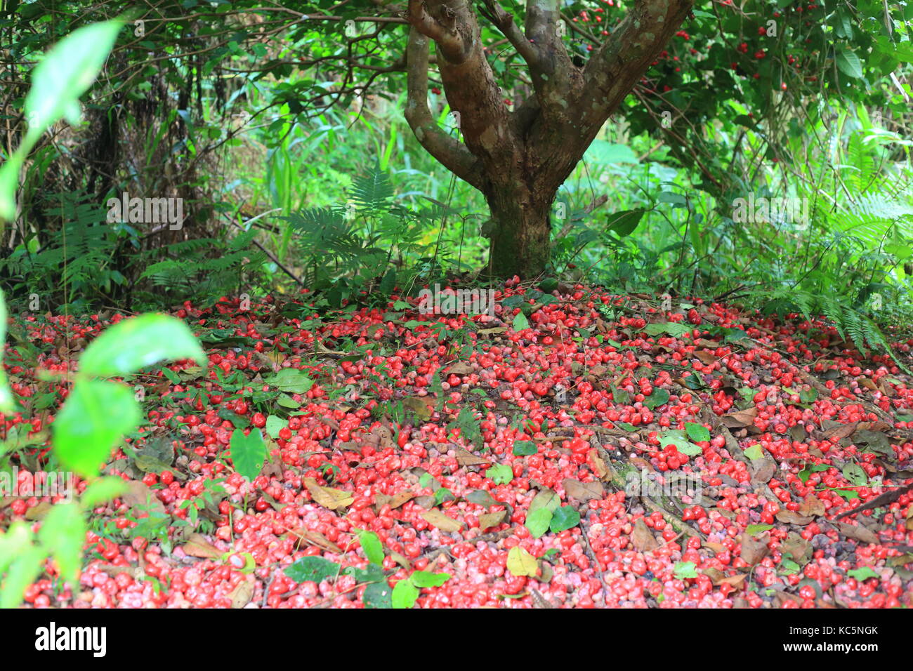 Arbre généalogique papaye (Carica papaya) à l'île de Manus, en Papouasie Nouvelle Guinée Banque D'Images