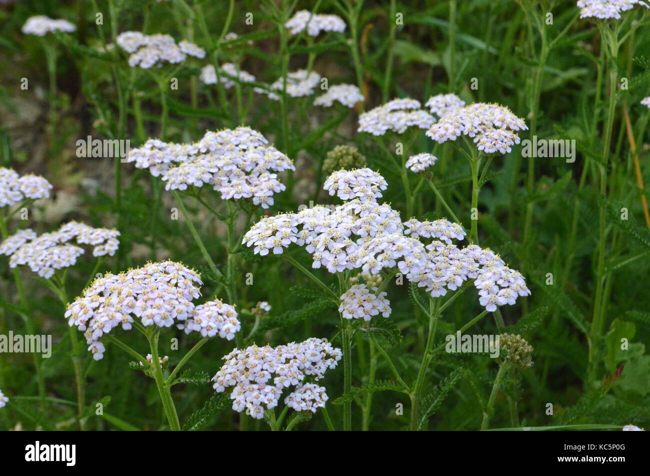 Détail de fleurs sauvages achillée millefeuille (Achillea millefolium ...