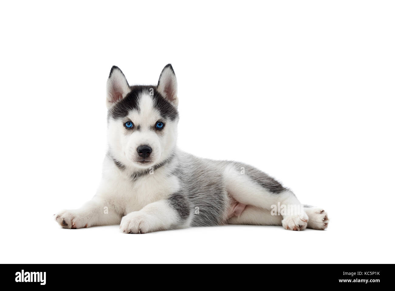 Chiot chien husky sibérien aux yeux bleus, se trouvant sur le sol. Banque D'Images