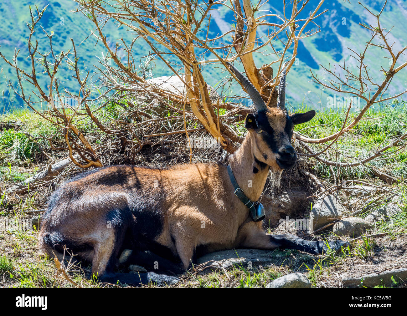 Animaux chèvre alpine dans rocky stylo. Banque D'Images