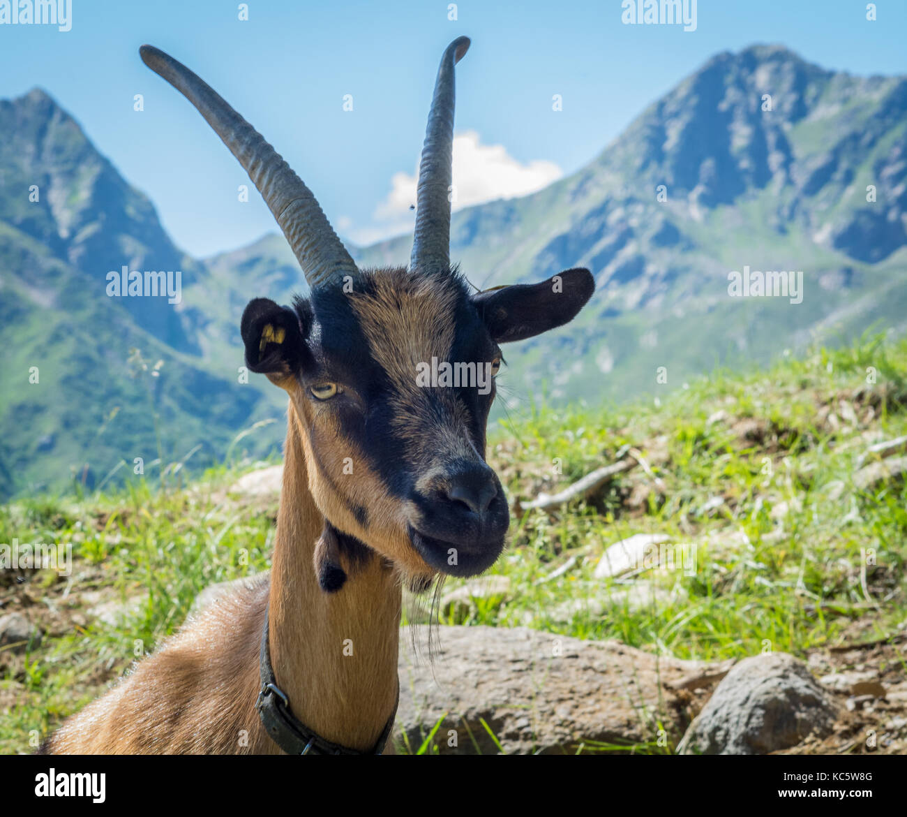 Animaux chèvre alpine dans rocky stylo. Banque D'Images