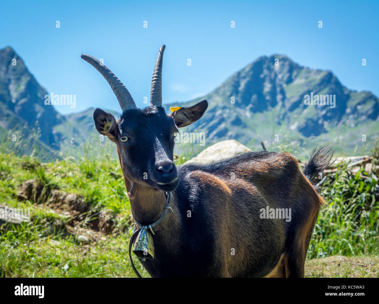 Animaux chèvre alpine dans rocky stylo. Banque D'Images