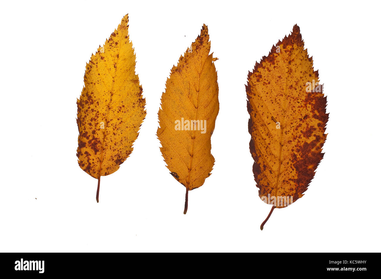 Trois feuilles tombées Banque D'Images