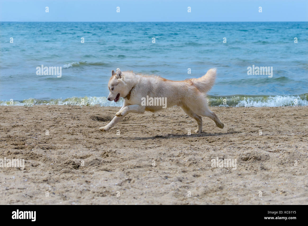 Un chien de race husky l'exécuter sur la mer Banque D'Images