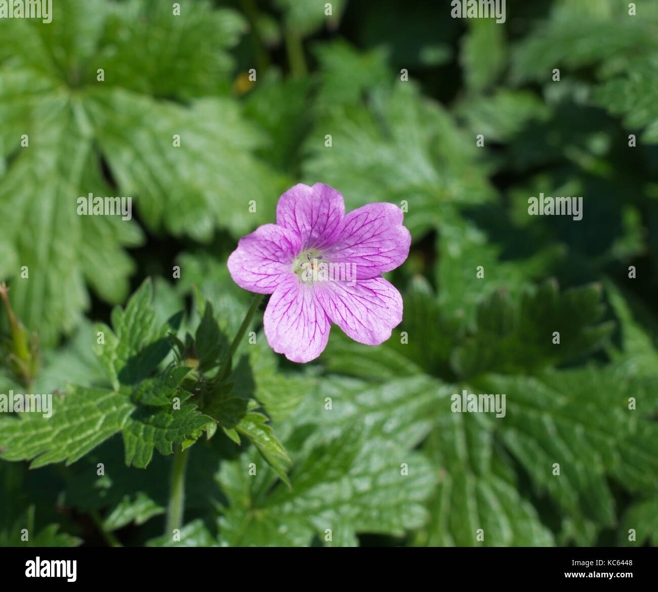 Fleur de géranium tacheté unique Banque D'Images