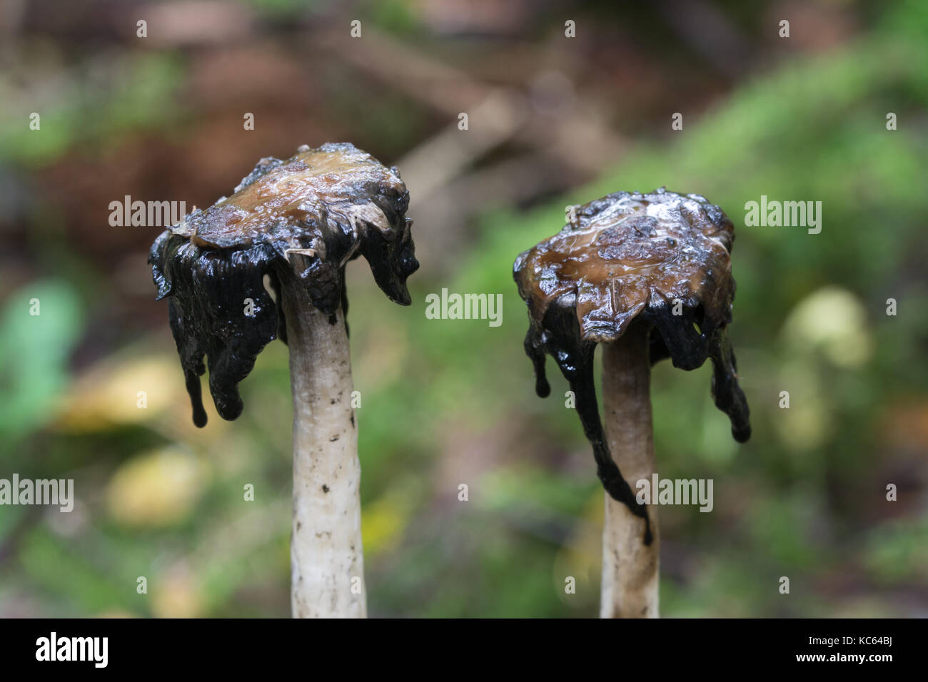 Shaggy cap d'encre toadstools (également appelé perruque, Coprinus comatus avocats) Banque D'Images