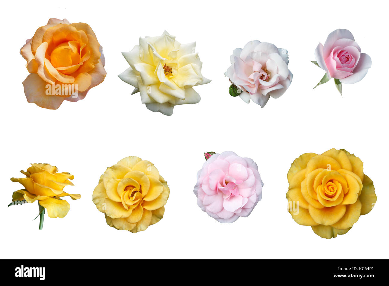 Belles roses multicolores isolé sur fond blanc Banque D'Images