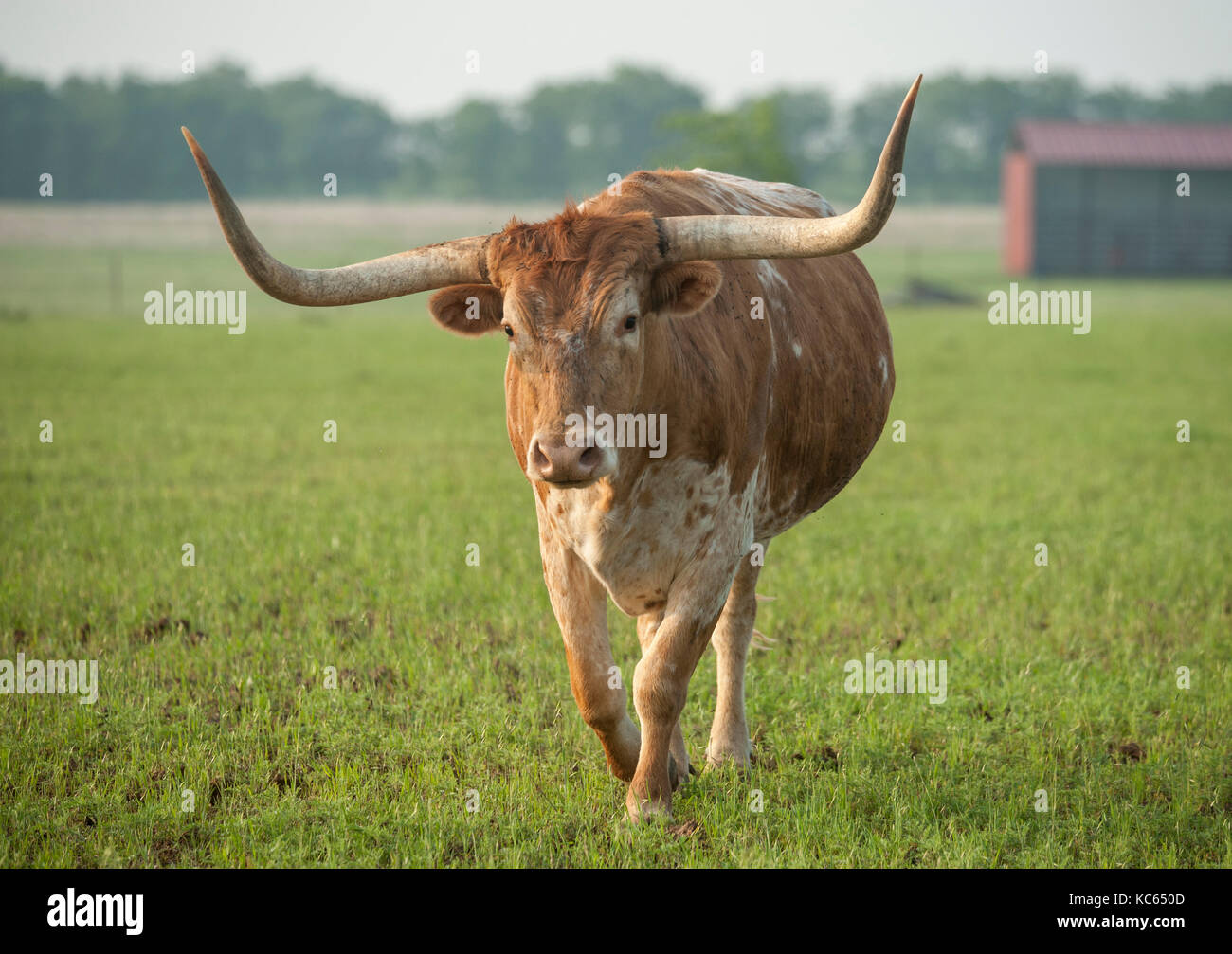 Texas Longhorn steer. Banque D'Images