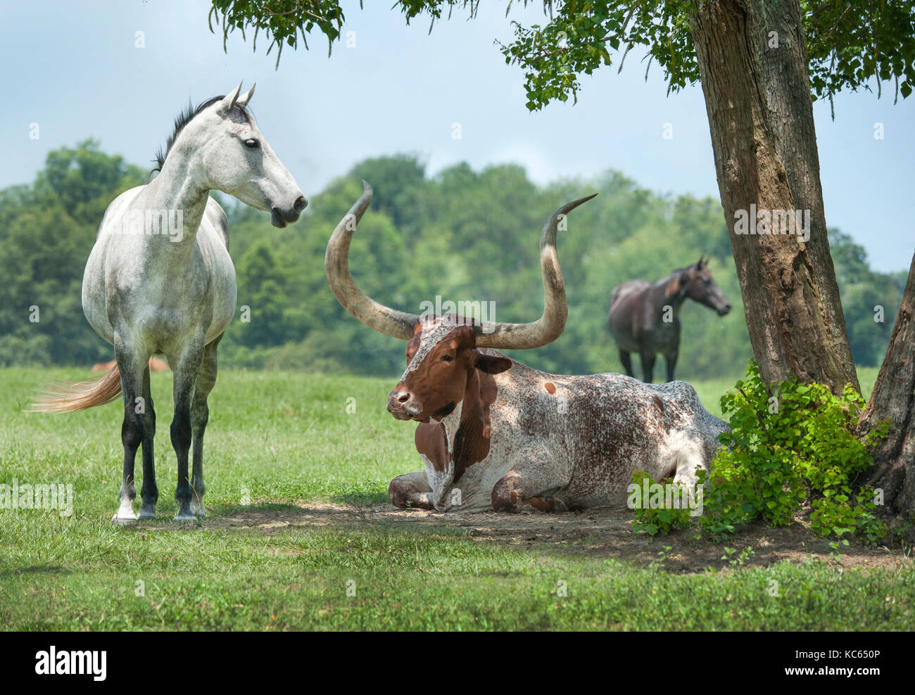 - Watusi Texas Longhorn steer race croisée avec les chevaux dans les pâturages. Banque D'Images