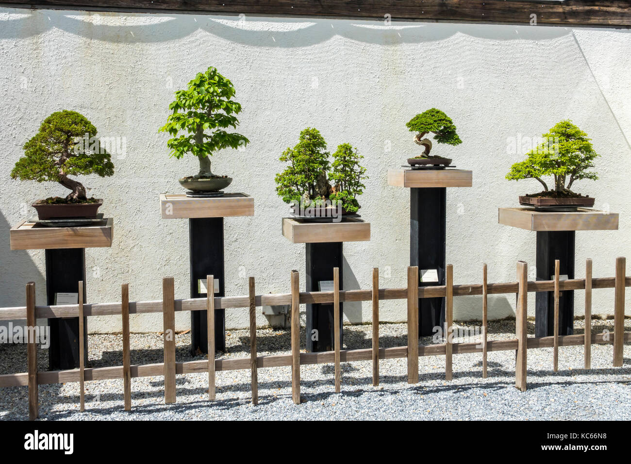 Washington DC, Arboretum national des États-Unis, jardin botanique, Musée Bonsai & Penjing, miniature, arbres, DC170525102 Banque D'Images