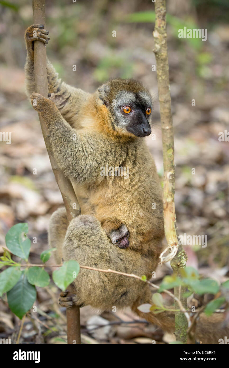 L'Afrique, Madagascar, vakona, réserve privée de lémuriens à la façade rouge (eulemur rufifrons) avec bébé, quasi menacé, aka lémurien brun à la façade rouge. Banque D'Images L'Afrique, Madagascar, vakona, réserve privée de lémuriens à la façade rouge (eulemur rufifrons) avec bébé, quasi menacé, aka lémurien brun à la façade rouge. Banque D'Images