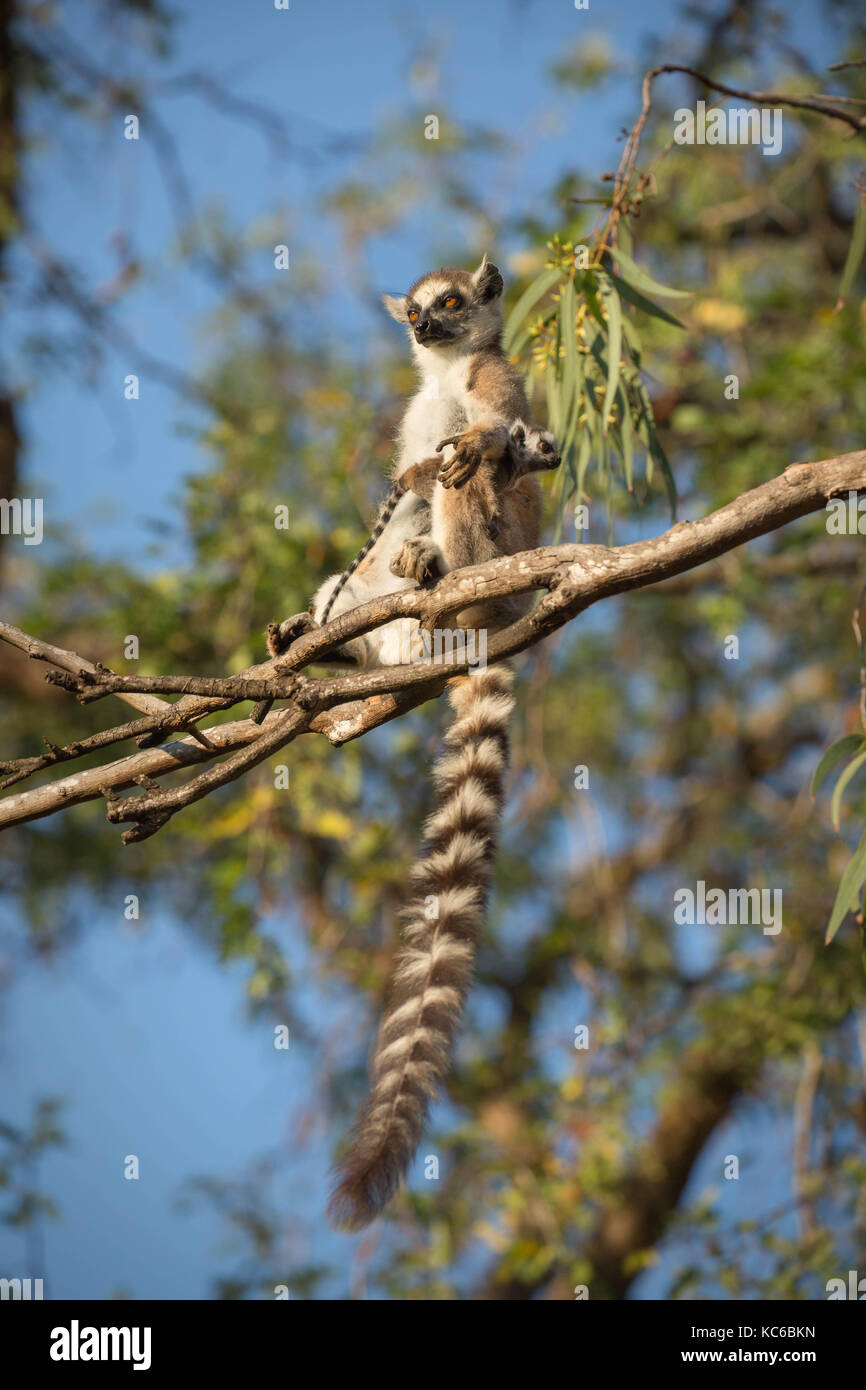 L'Afrique, Madagascar, Bryanston, wild ring-tailed lemur (Lemur catta), en voie de disparition, la mère avec bébé aka pup. Banque D'Images L'Afrique, Madagascar, Bryanston, wild ring-tailed lemur (Lemur catta), en voie de disparition, la mère avec bébé aka pup. Banque D'Images