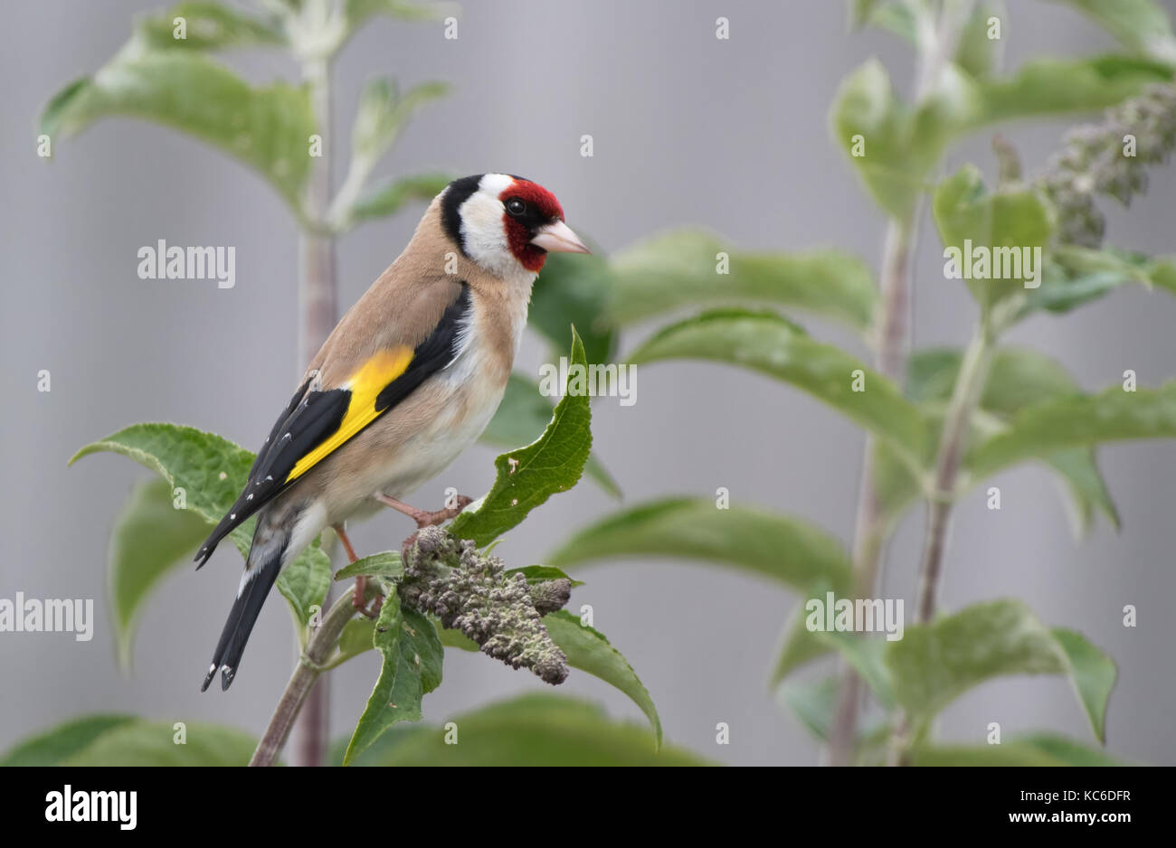 Chardonneret élégant - Carduelis carduelis adultes s'attaquent sur les lilas - Syringa vulgaris. uk Banque D'Images