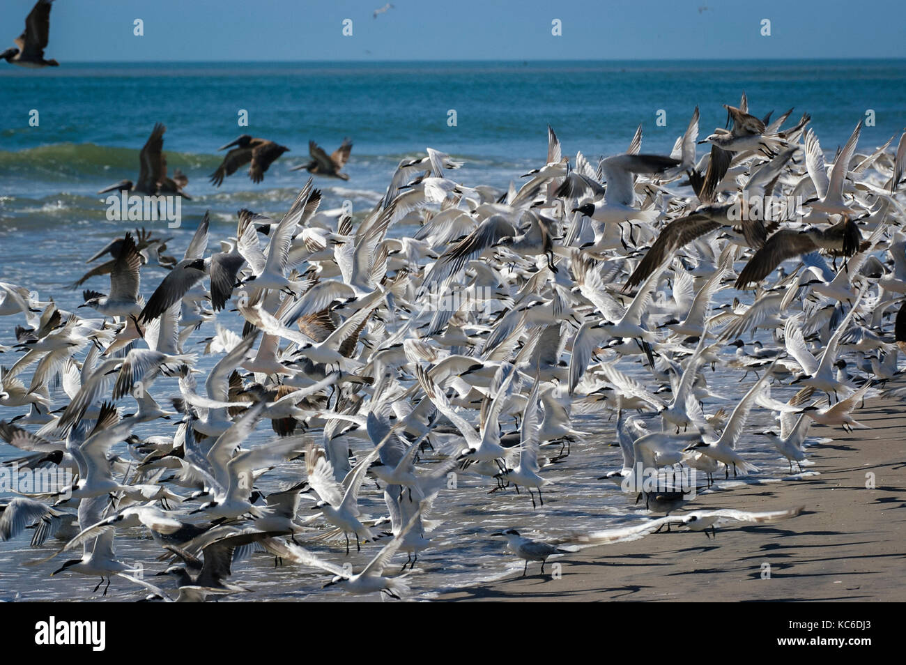 Grande bande d'oiseaux de mer avec de nombreux goélands fermer haut l'autre en vol sur la ligne de côte de l'océan pacifique au Panama - bif Banque D'Images
