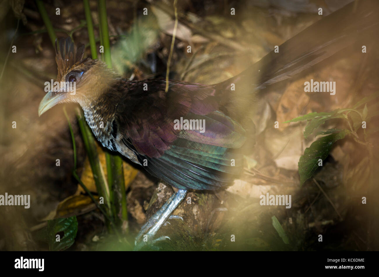 Le sol ventilé suivant coucou l'armée de fourmis cachées dans la forêt tropicale du Panama un oiseau rare difficile à trouver Banque D'Images