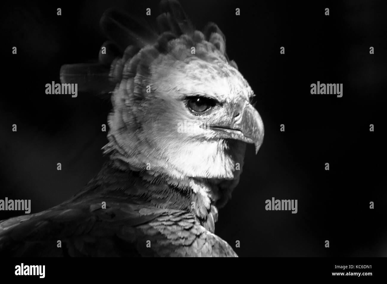 Image en noir et blanc de la harpie l'oiseau national du Panama Banque D'Images