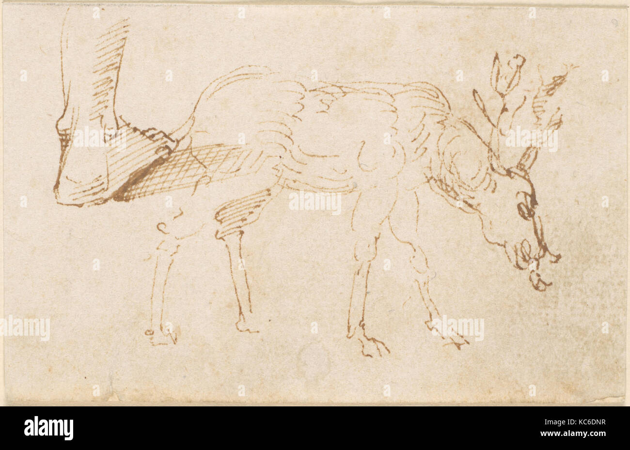 Des études sur un cerf, attribué à Stefano da Verona, n.d Banque D'Images