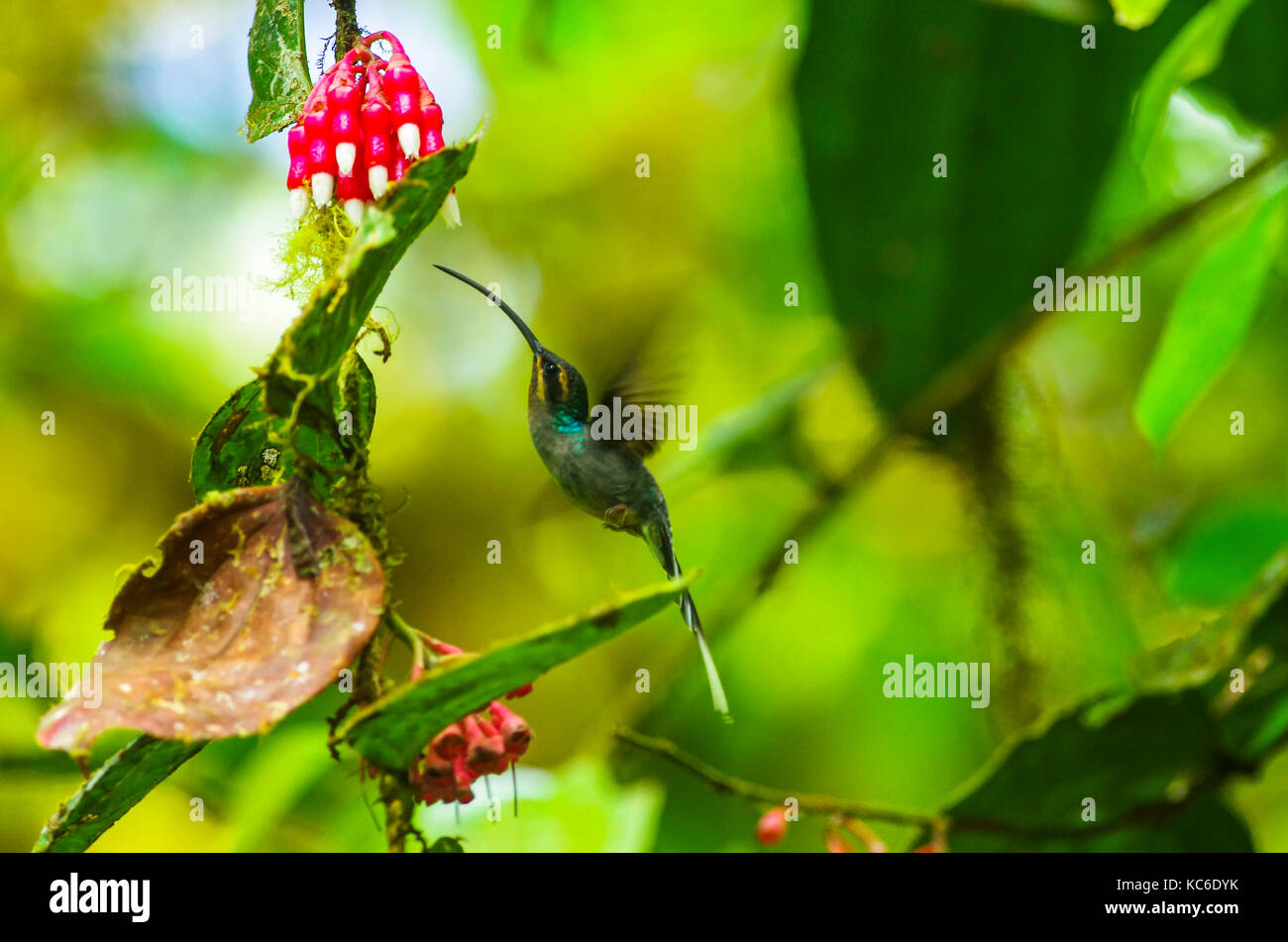 Ermite vert (phaethornis guy) est un grand que hummingbird est un résident sélectionneur en Costa Rica et Panama Banque D'Images