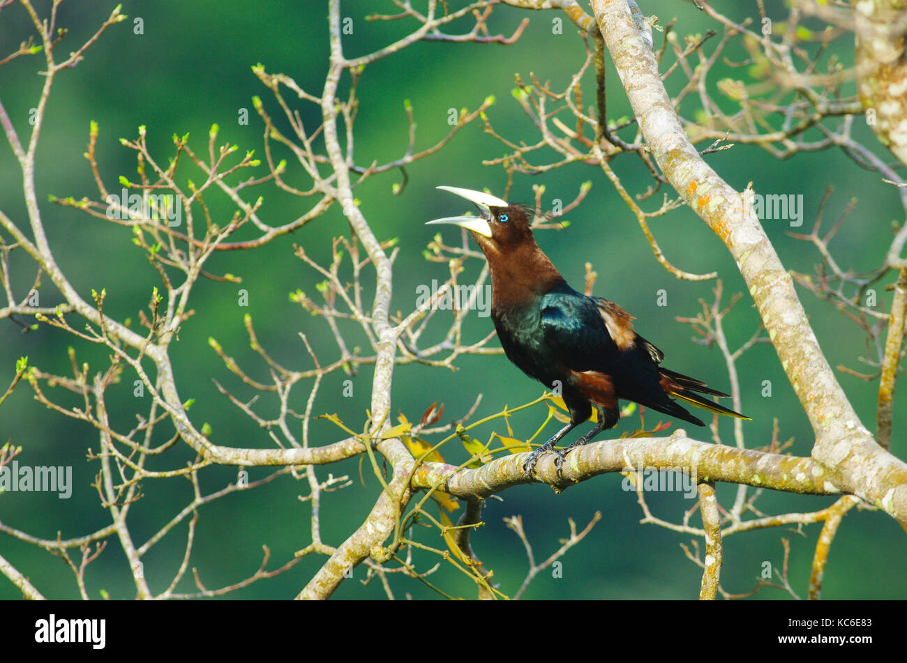 Chestnut-dirigé oropendola gros oiseau sur une branche d'arbre Banque D'Images
