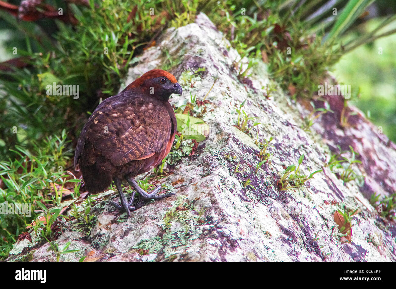 Hibou noir wood quail sur un rocher image prise au Panama Banque D'Images