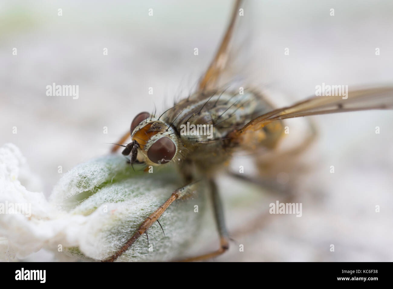 Le champignon tueur de mouches:: Entomophtora muscae 