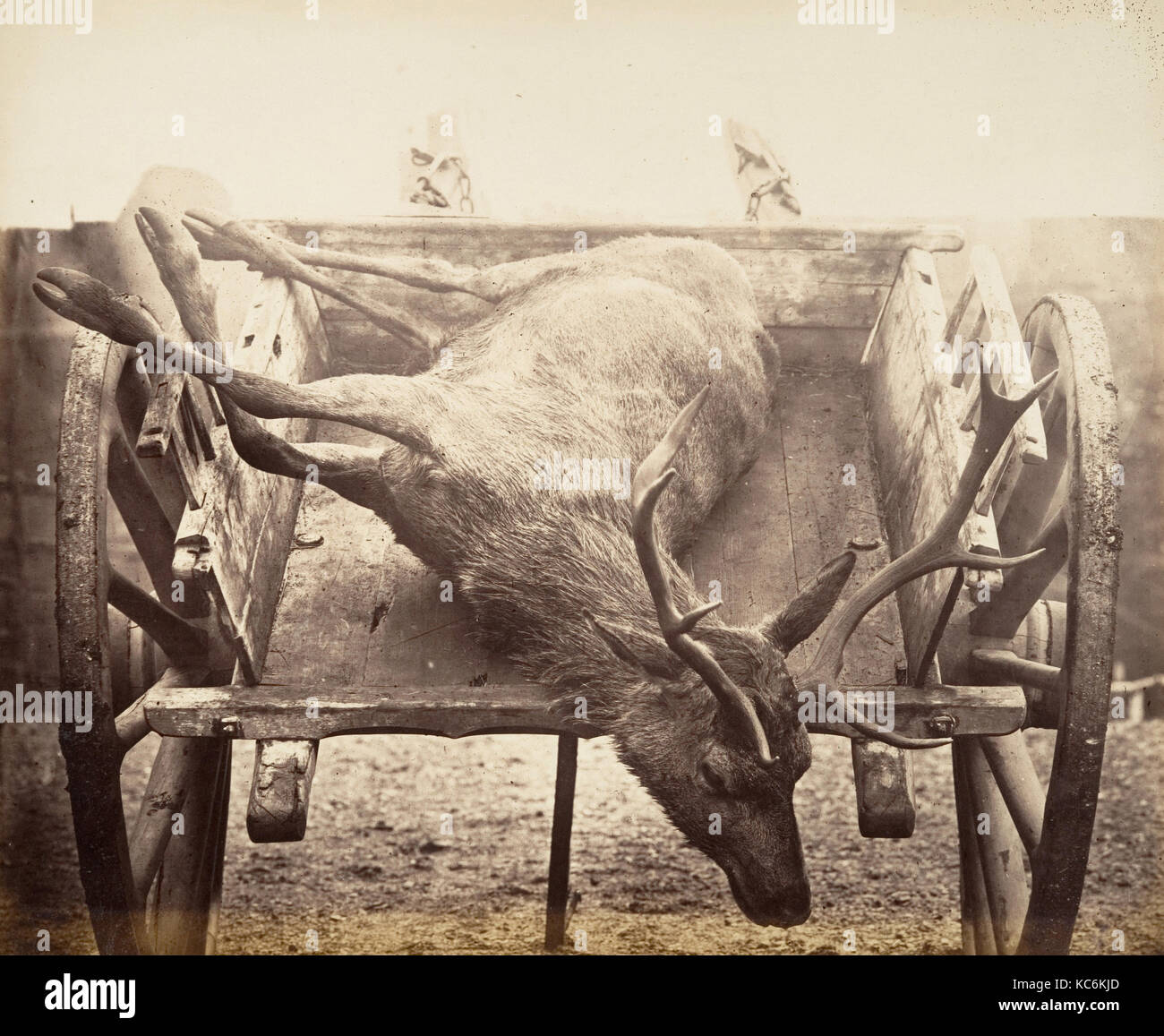 Stag en panier, ca. 1858, à l'albumine argentique de négatif sur verre, de l'image : 26,7 x 32,6 cm (10 1/2 x 12 in.) 13/16, Photographies Banque D'Images