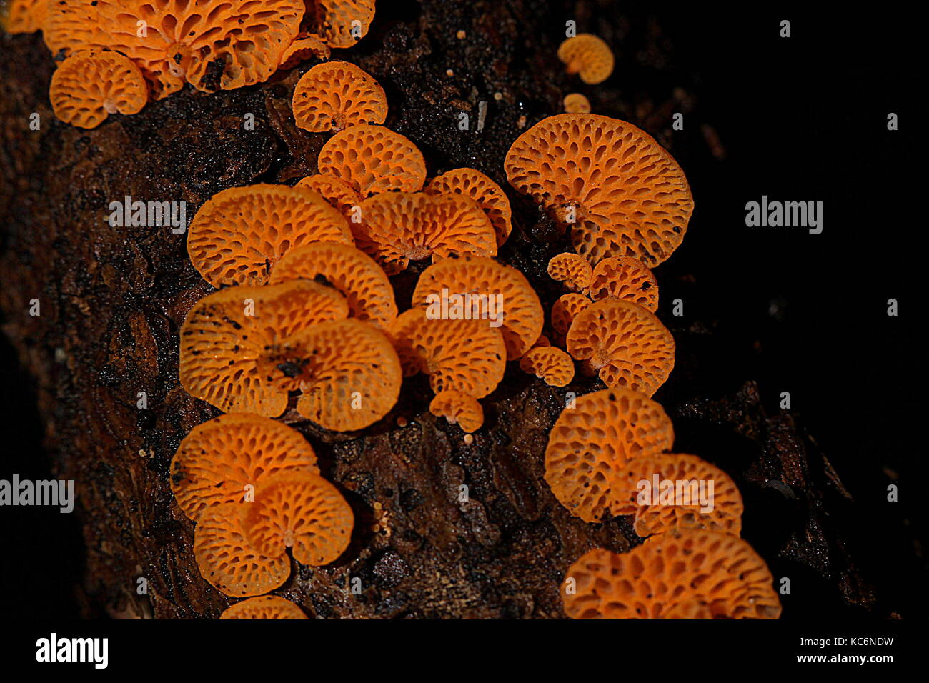 Les champignons de Nouvelle-Zélande Banque D'Images