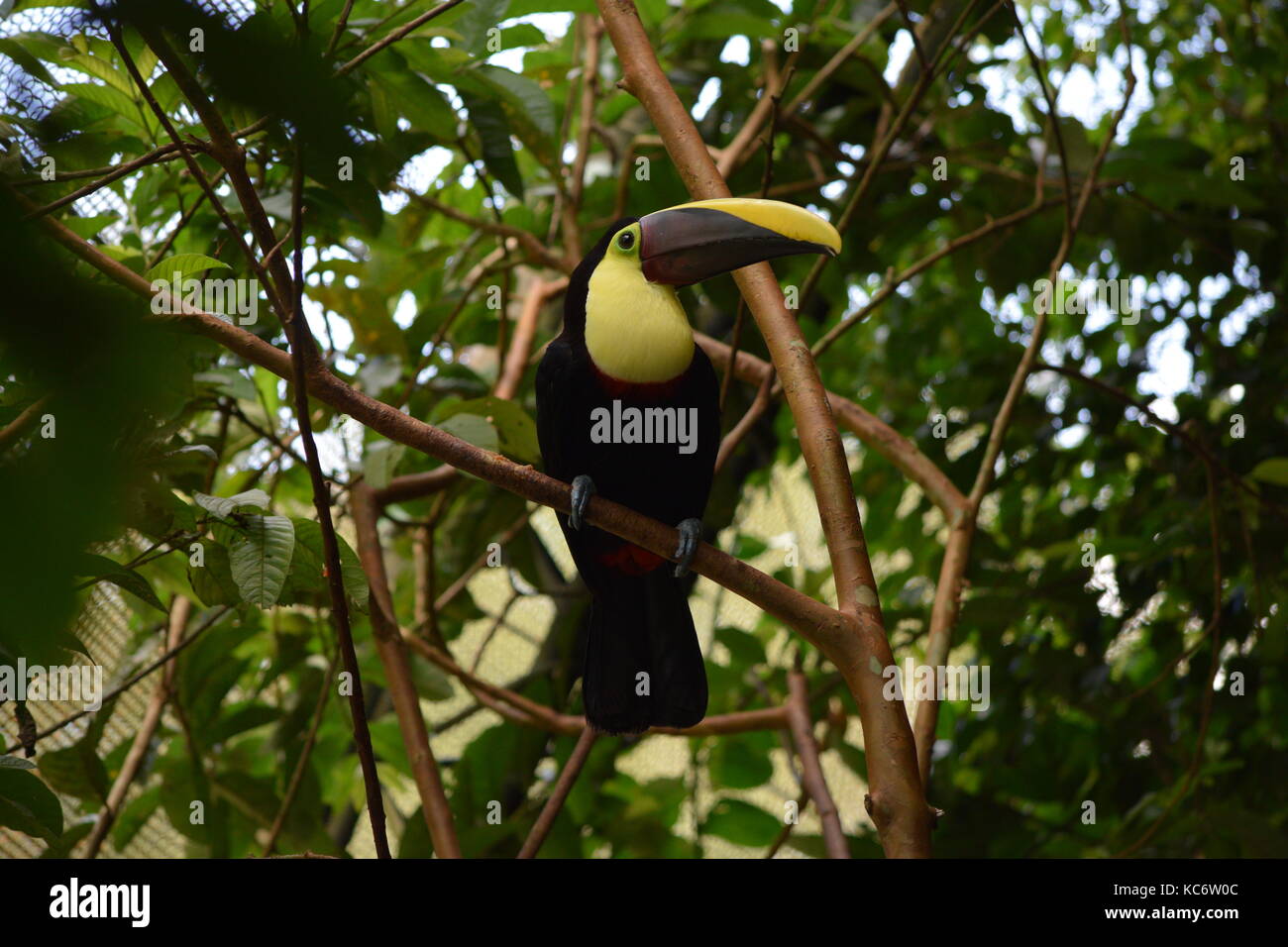 Chestnut mandibled toucan, ramphastos ambiguus swainsonii, Tortuguero, Costa Rica np Banque D'Images