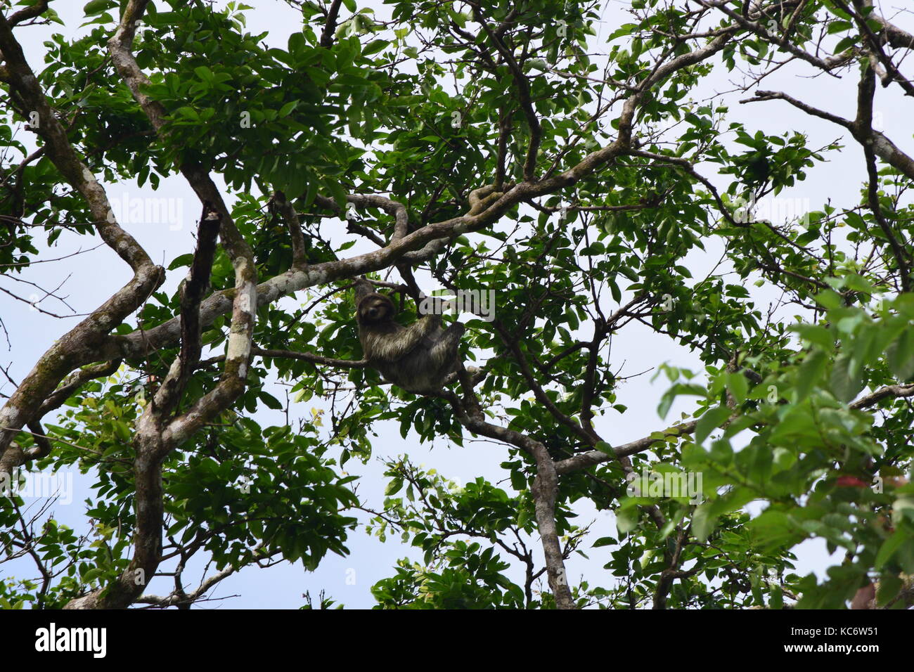 Hoffmann's trois doigts Choloepus hoffmanni, paresseux, PN Tortuguero, Costa Rica Banque D'Images