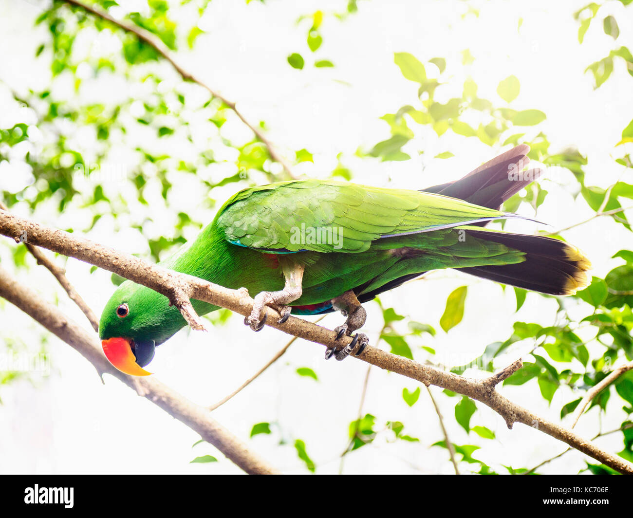 Perroquet eclectus roratus eclectus () perching on branch Banque D'Images