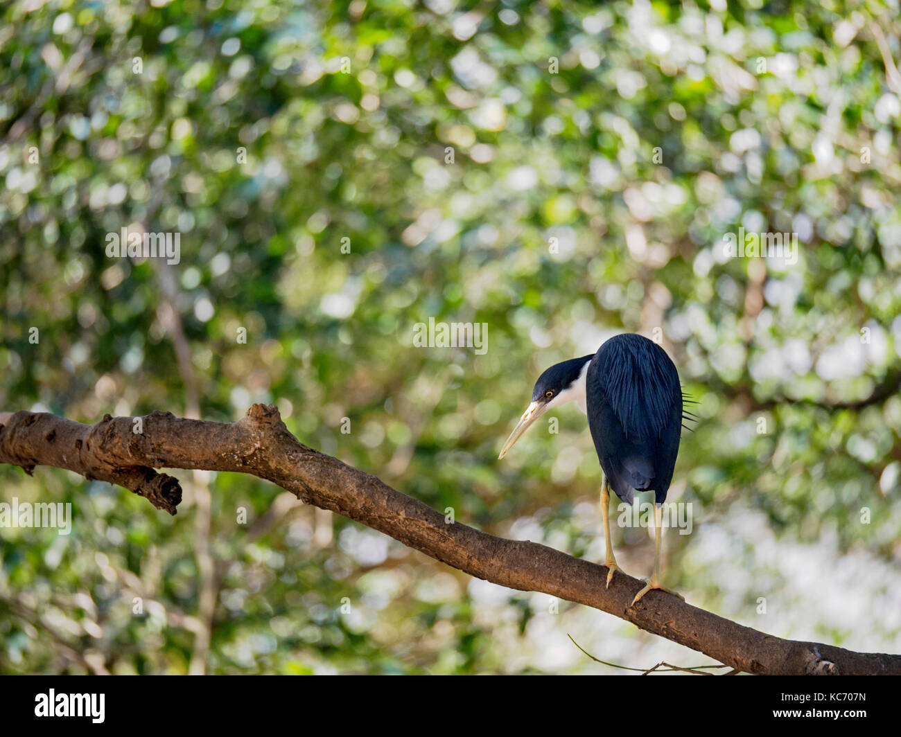 Heron (Ardea picata pied) perching on branch Banque D'Images