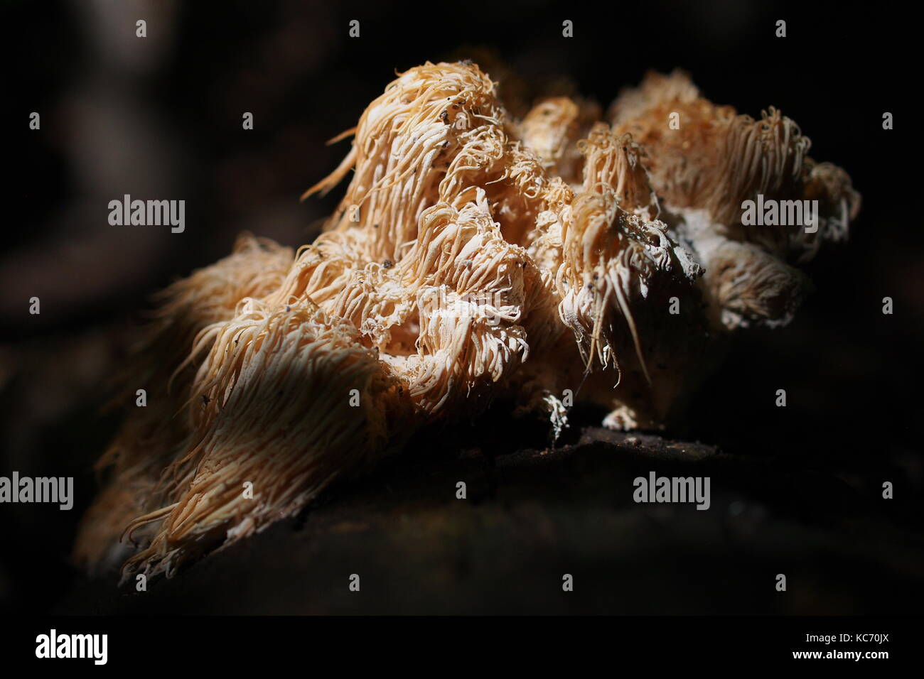 Hericium americanum champignons (dent) poussant sur un arbre mort dans le parc de la Gatineau, Québec, Canada. Banque D'Images