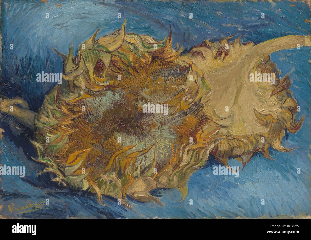 Le tournesol, 1887, huile sur toile, 17 x 24 in. (43,2 x 61 cm), peintures, Vincent van Gogh (Néerlandais, Zundert 1853-1890 Banque D'Images