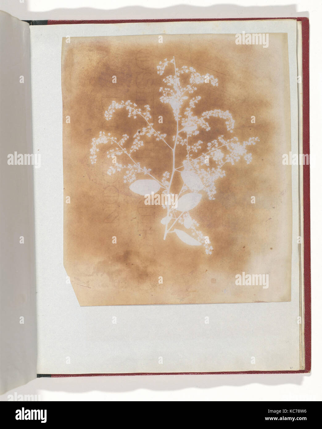 Dessin photogénique d'une plante, William Henry Fox Talbot, 1839-40 Banque D'Images