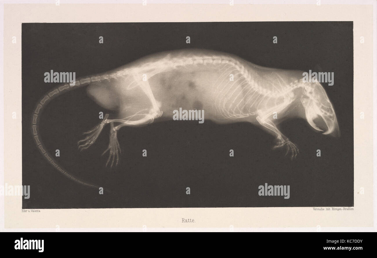 Ratte, 1896, photogravure, Image : 5 3/4 x 9 7/16 in. (13,8 × 24,8 cm), photographies, Josef Maria Eder (autrichienne, Krems an der Banque D'Images