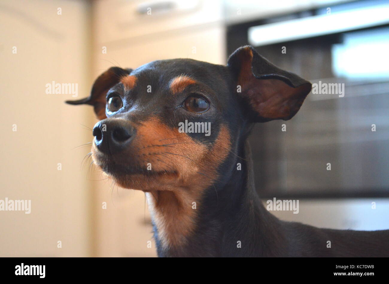 Miniature pinscher nain allemand mignon chien à domicile. Détail d'une  petite mini chien pinsher. POV Photo Stock - Alamy