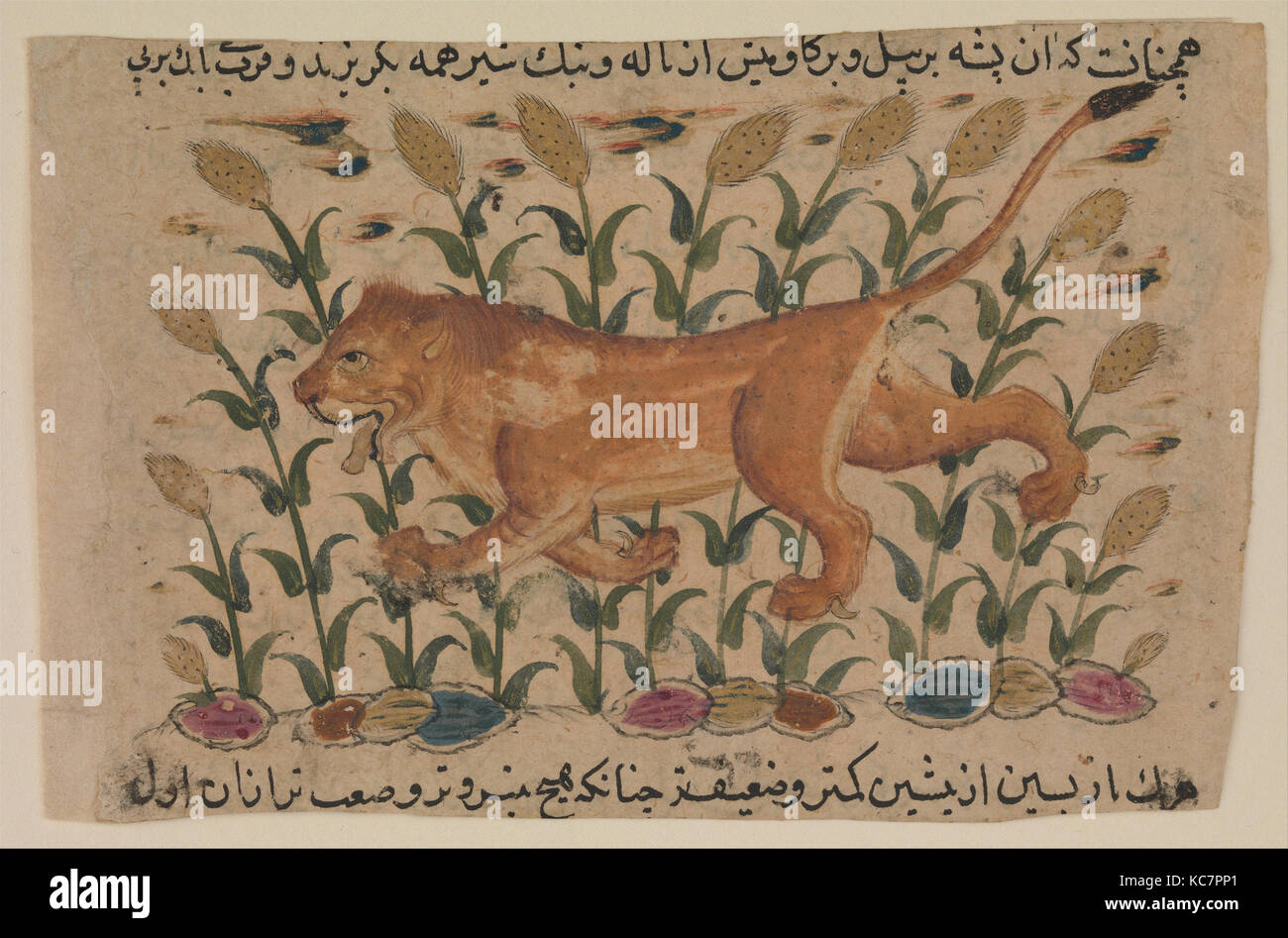 ' Un Lion', folio d'un Nuzhatnama dispersés-i 'Ala'i d'Shahmardan ibn Abi'l Khayr, début du 17e siècle Banque D'Images