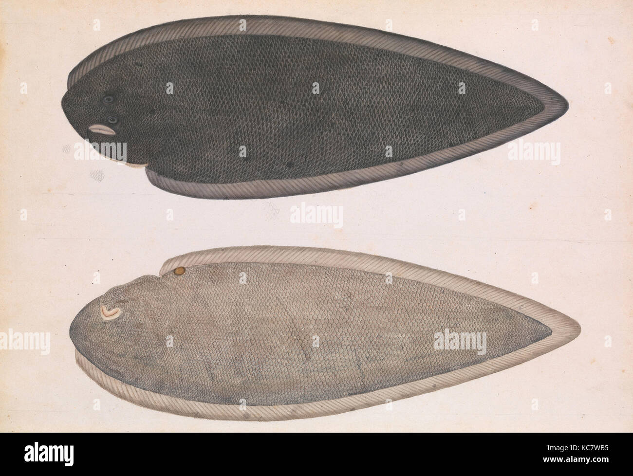 Des deux côtés d'un Bengale Les poissons de rivière, ca. 1804, Made in India, Calcutta, Crayon, Aquarelle, opaque et d'or sur papier, peinture : H Banque D'Images